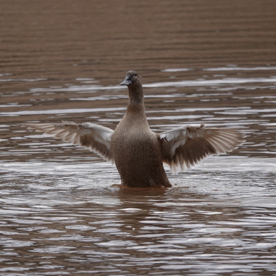 Тэжээмэл нугас - ML304898341