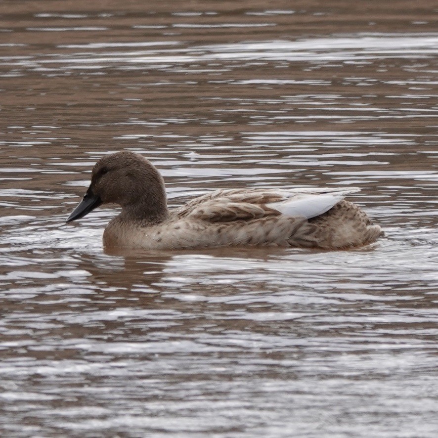 Тэжээмэл нугас - ML304898351