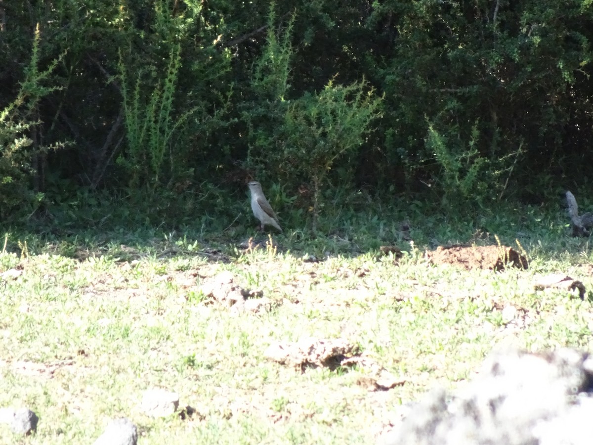 White-browed Ground-Tyrant - ML304898671