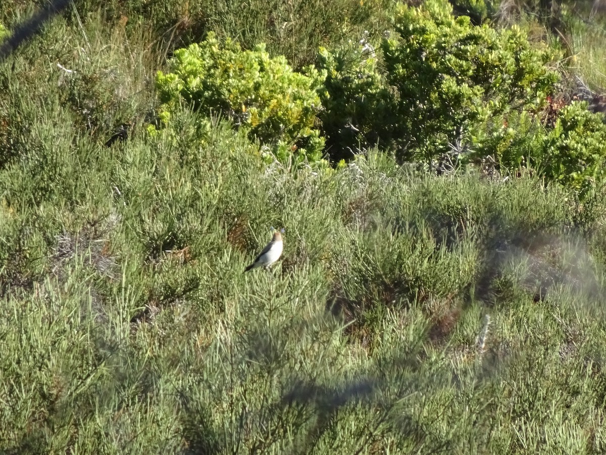 White-browed Ground-Tyrant - ML304898701