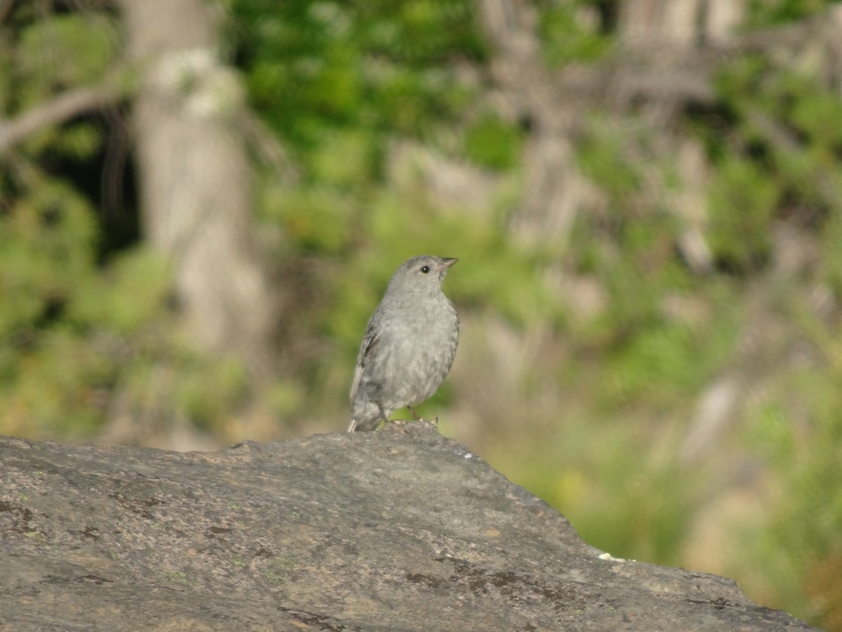 Plumbeous Sierra Finch - ML304898931