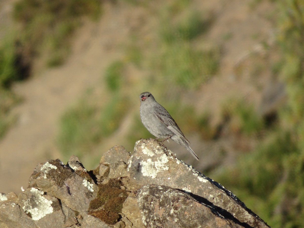 Plumbeous Sierra Finch - ML304899051