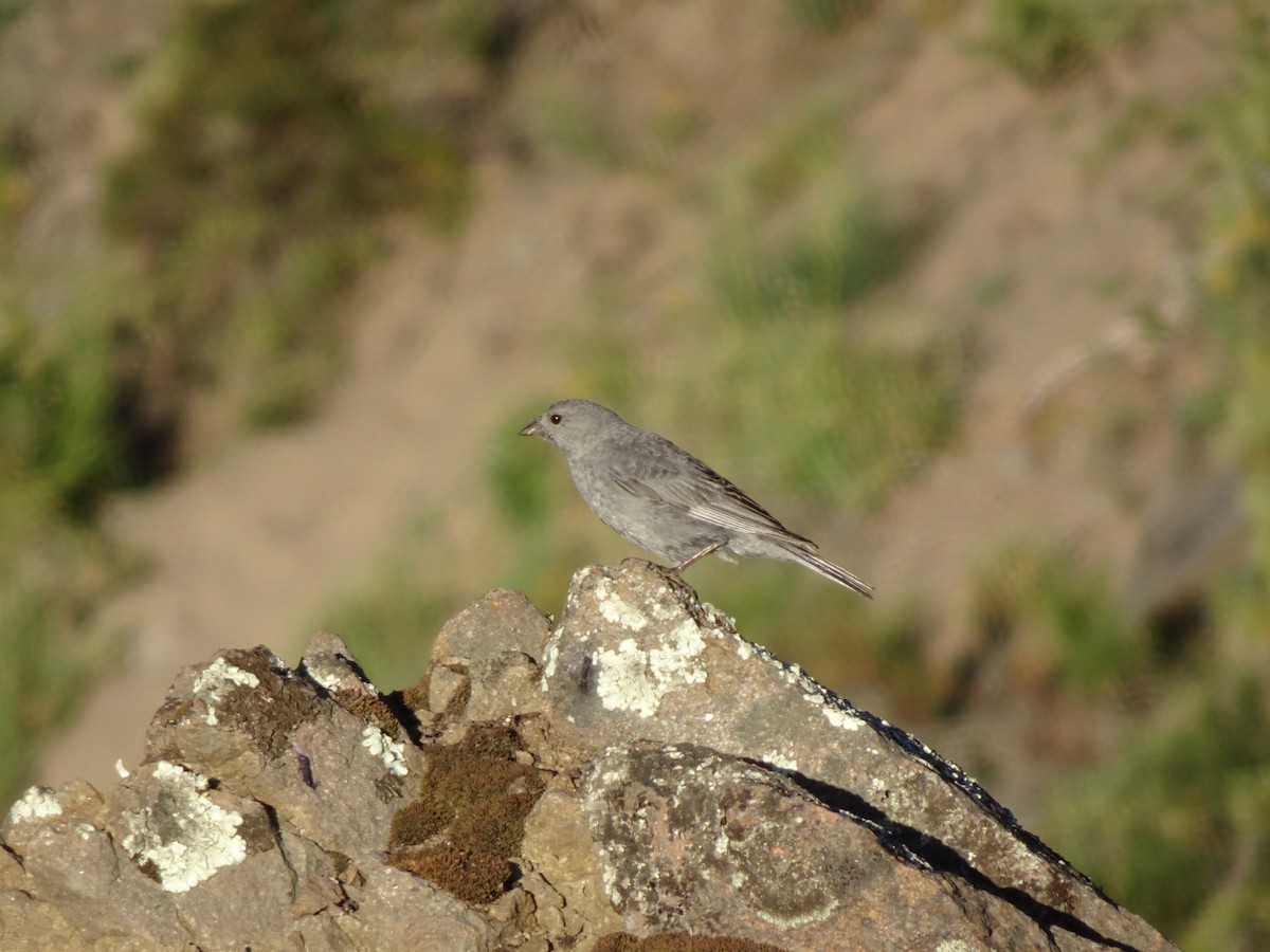 Plumbeous Sierra Finch - ML304899071