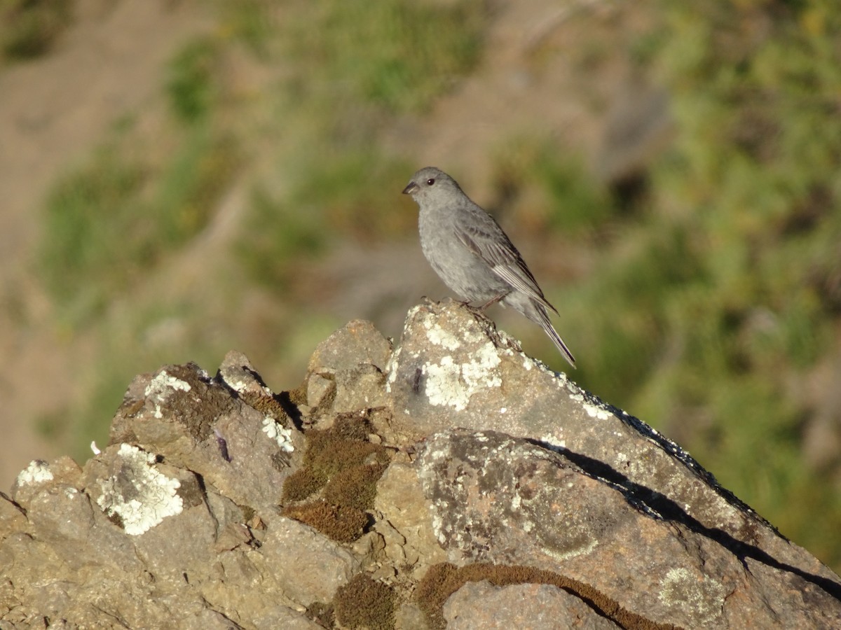 Plumbeous Sierra Finch - ML304899101