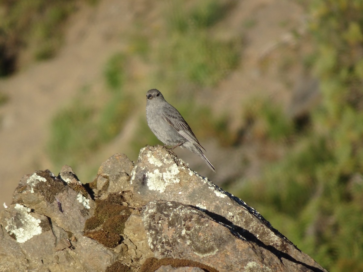 Plumbeous Sierra Finch - ML304899151