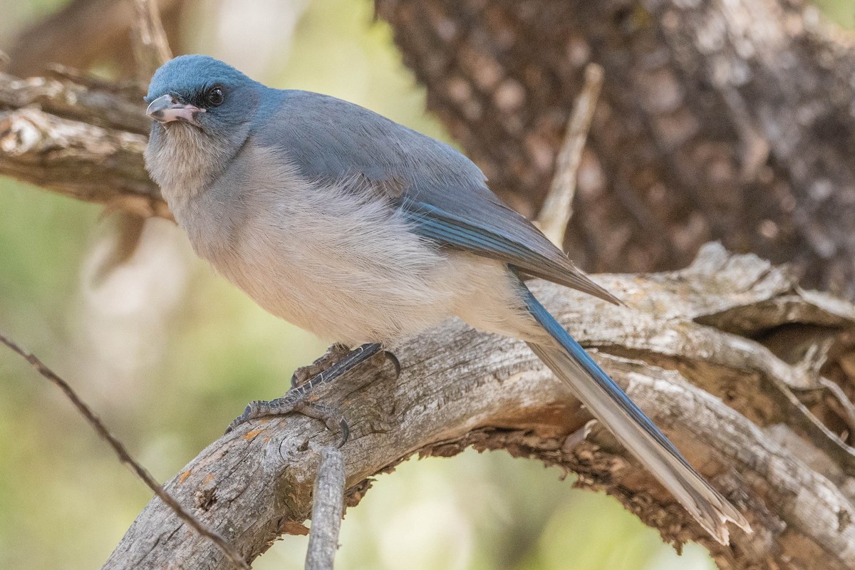Mexican Jay - ML304899191