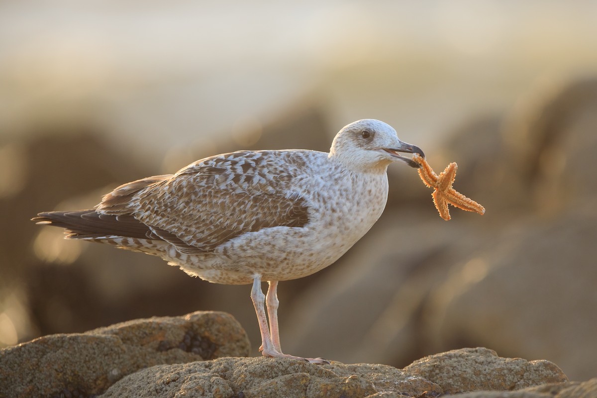 キアシセグロカモメ／ニシセグロカモメ - eBird