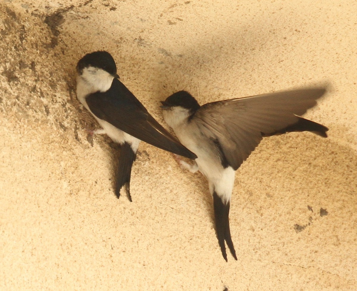 Western House-Martin - ML304901301