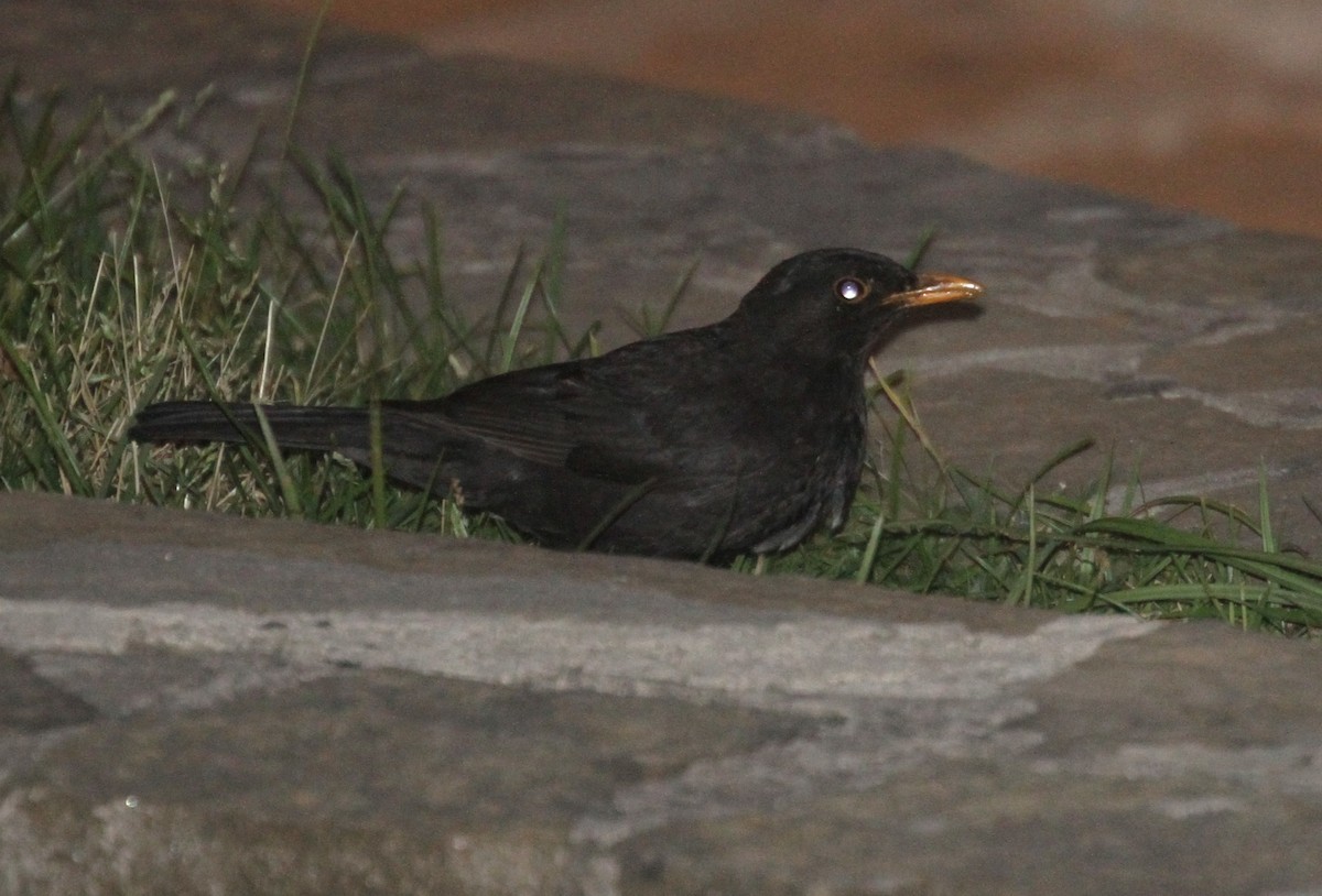 Eurasian Blackbird - ML304901521