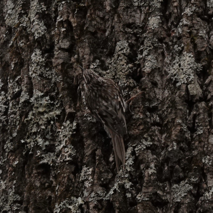 Brown Creeper - ML304901861