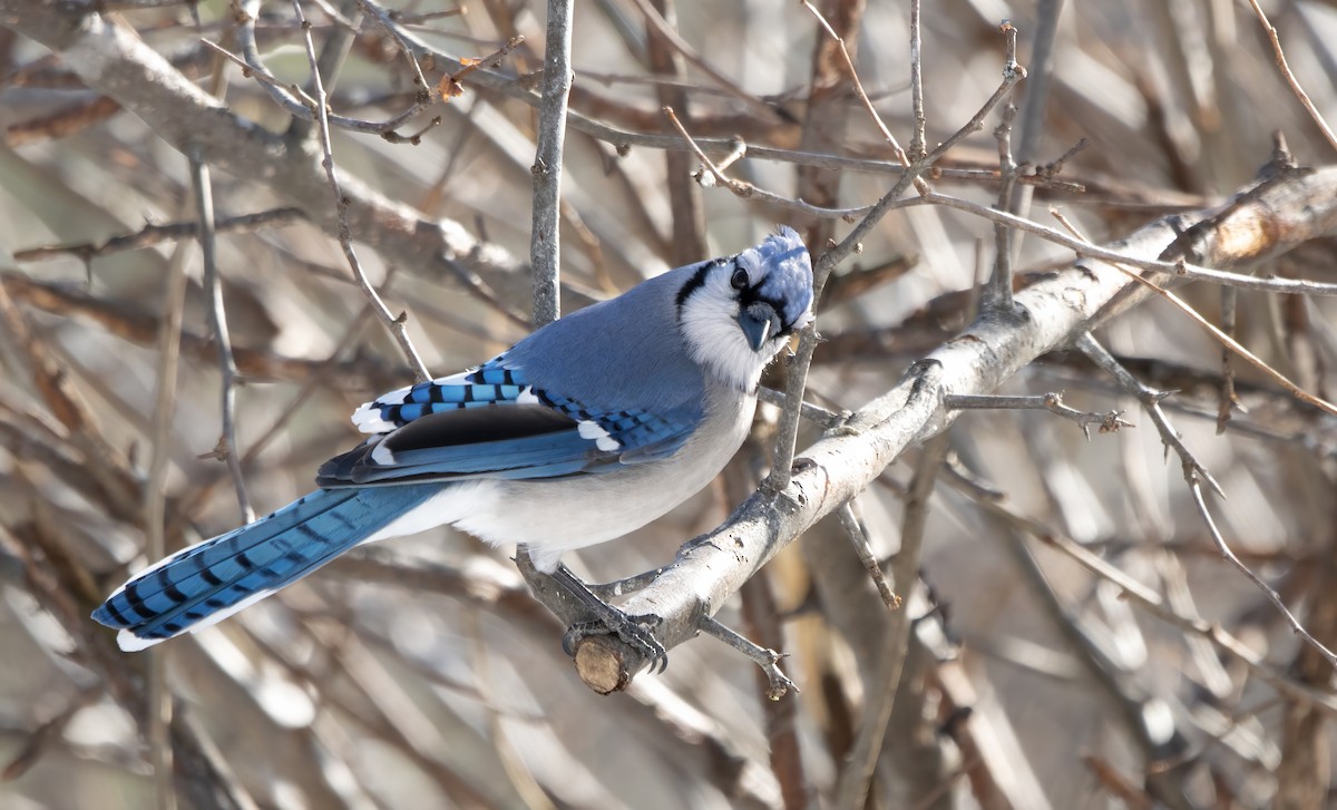 Blue Jay - Kalpesh Krishna