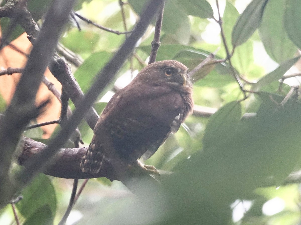 Cloud-forest Pygmy-Owl - ML304902821