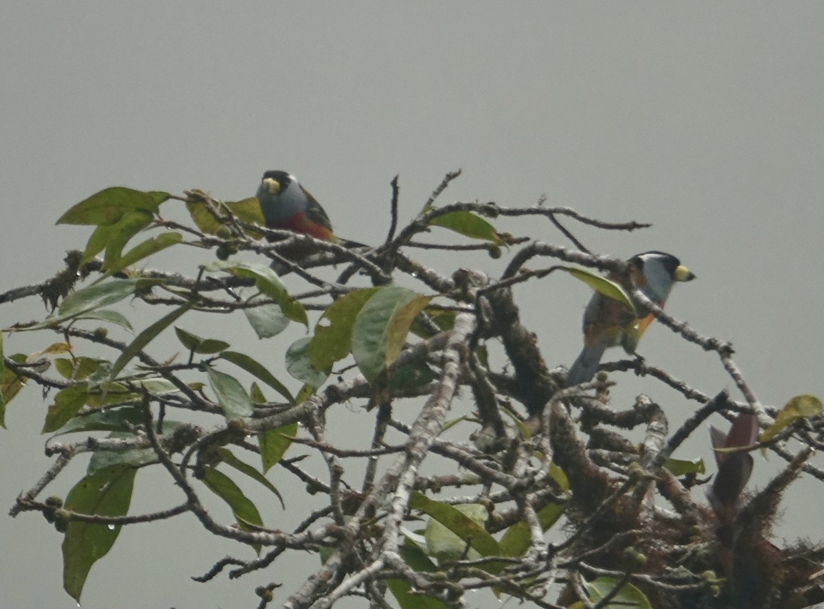 Tukanbartvogel - ML304902901