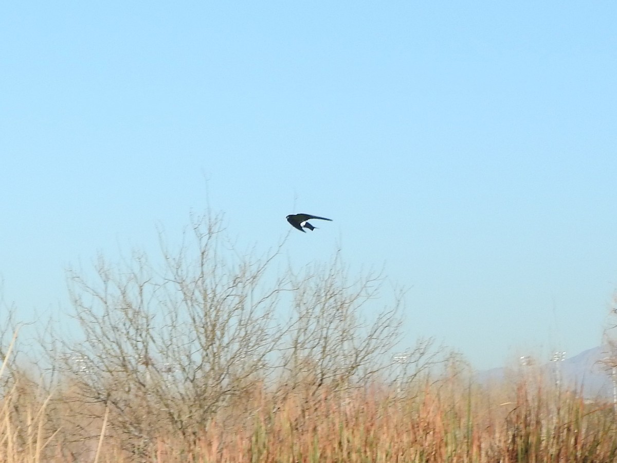 Violet-green Swallow - ML304903441