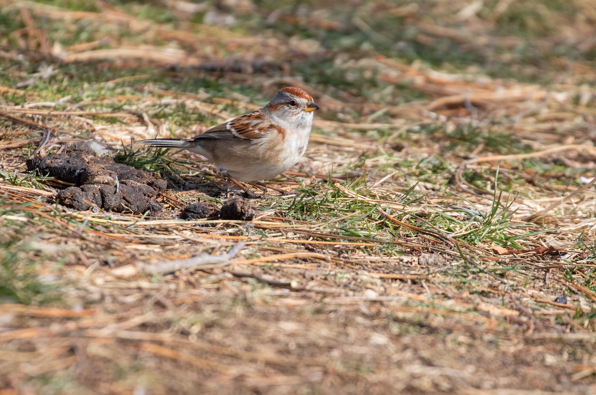 American Tree Sparrow - ML304903651