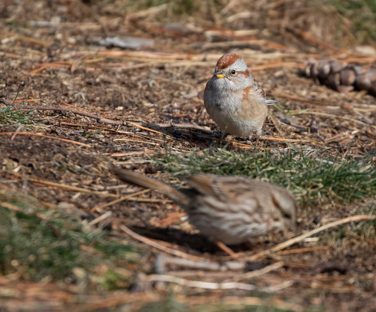 American Tree Sparrow - Richard  Davis