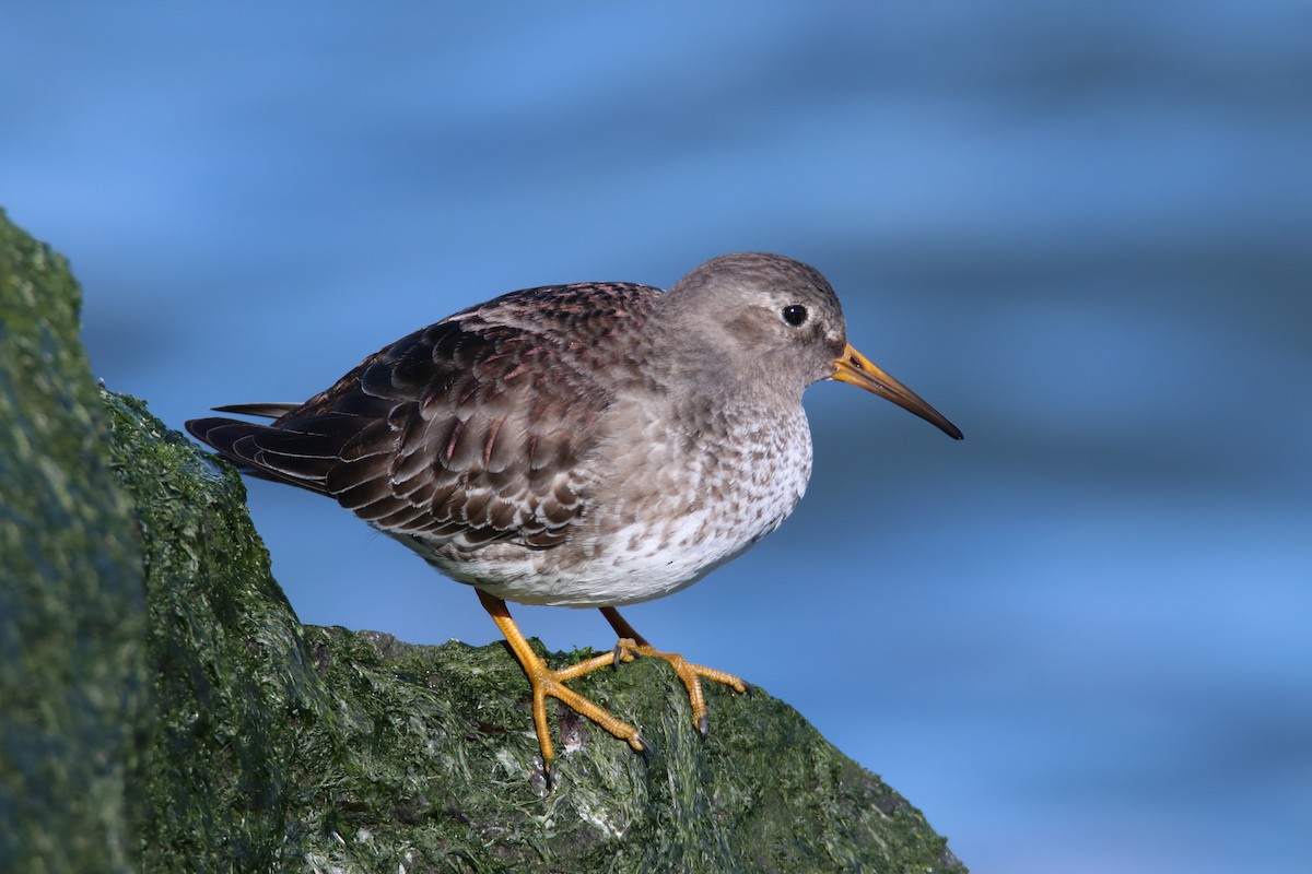 Purple Sandpiper - Kim  Garrison