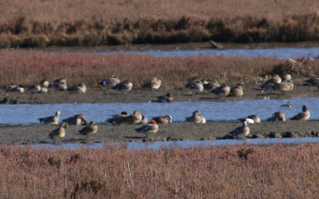 Eurasian Wigeon - ML304906301