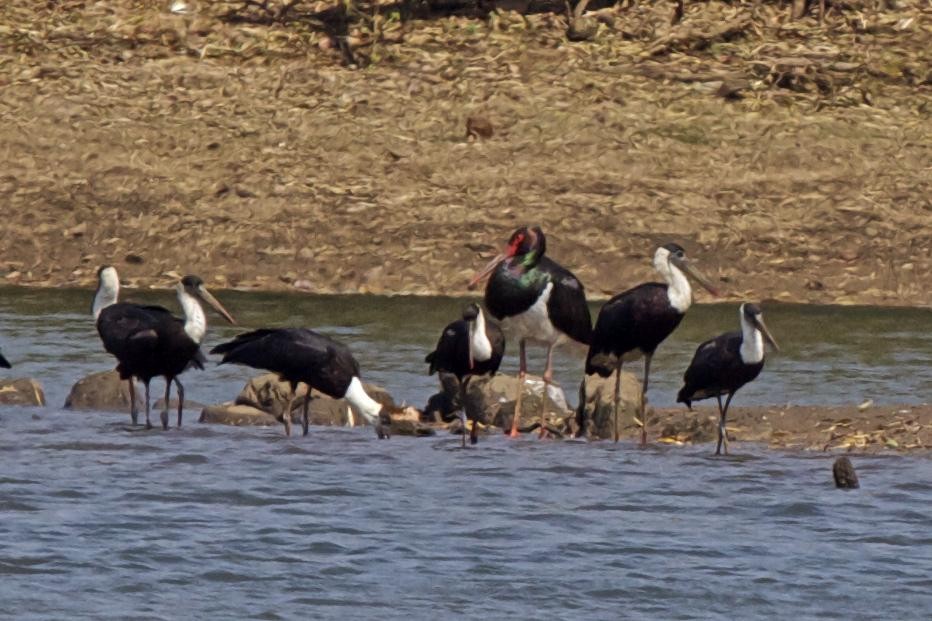 Black Stork - ML30490631