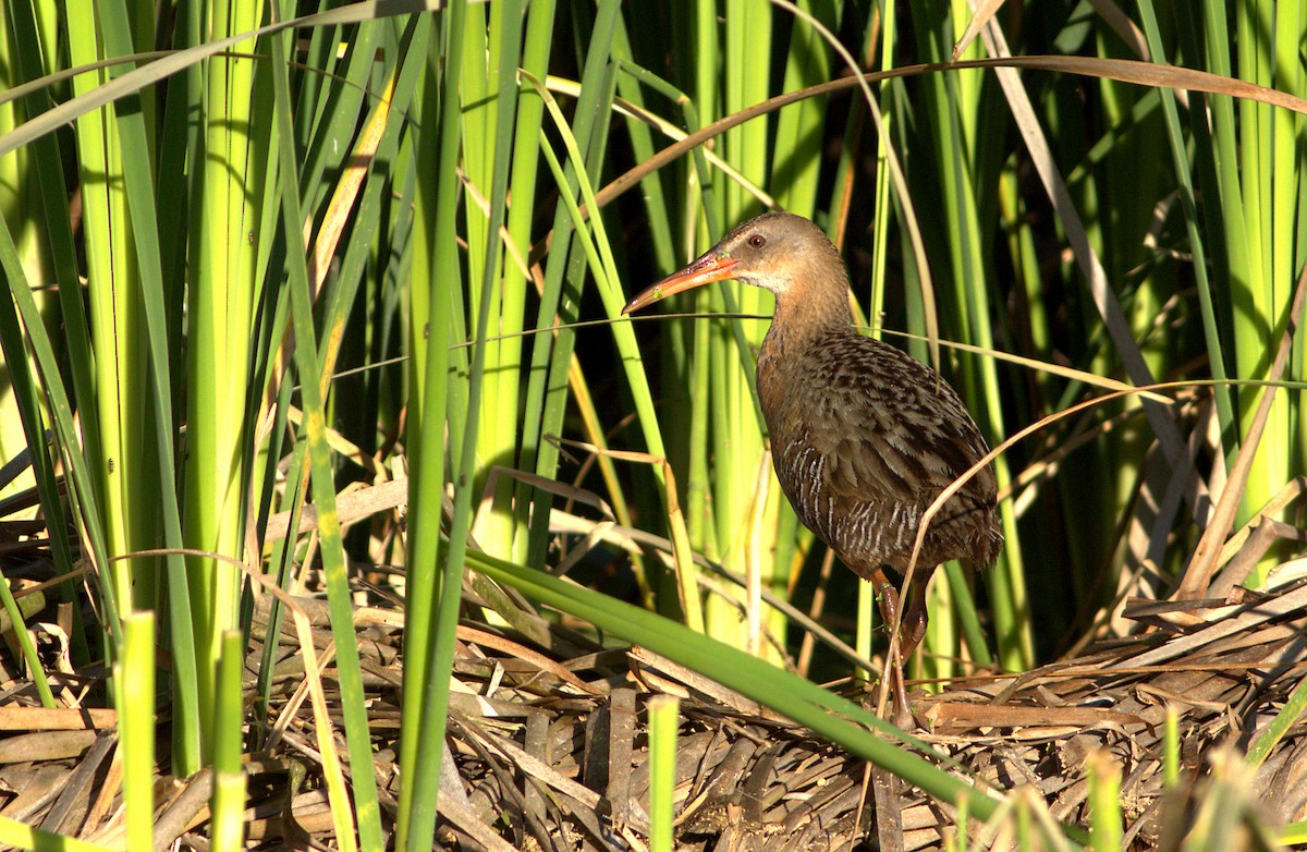 Ridgway's Rail - ML30490711