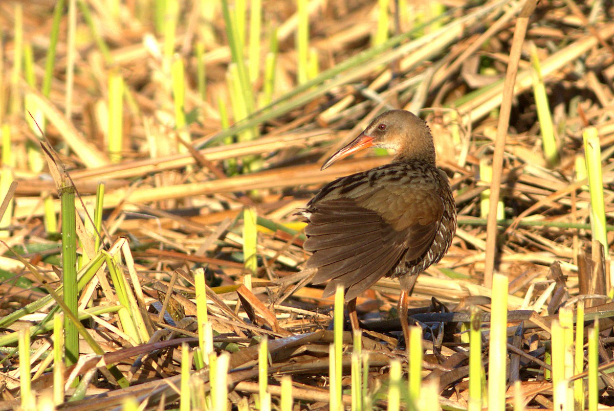 Ridgway's Rail - ML30490741