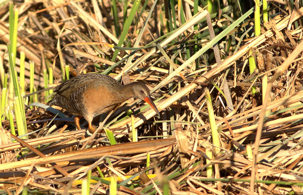 Rascón de Ridgway - ML30490761