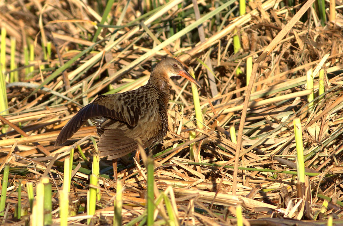 Ridgway's Rail - ML30490771