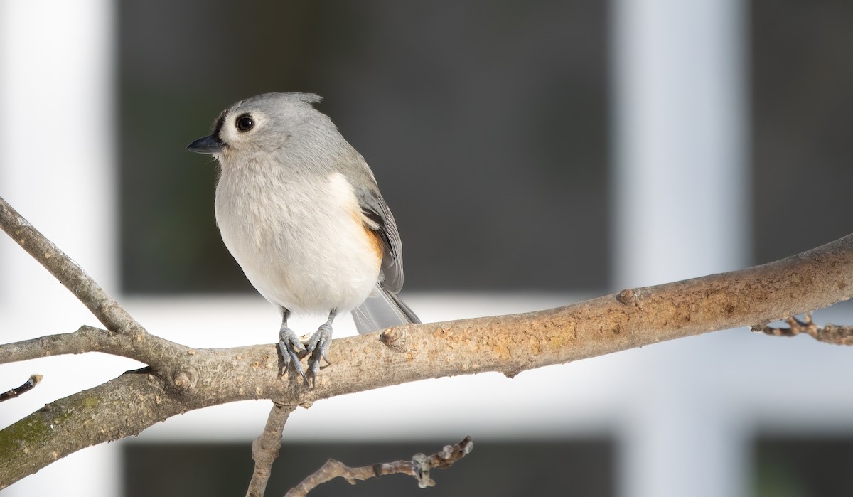 Tufted Titmouse - Kalpesh Krishna