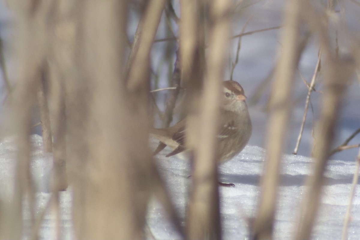 White-crowned Sparrow - ML304908951