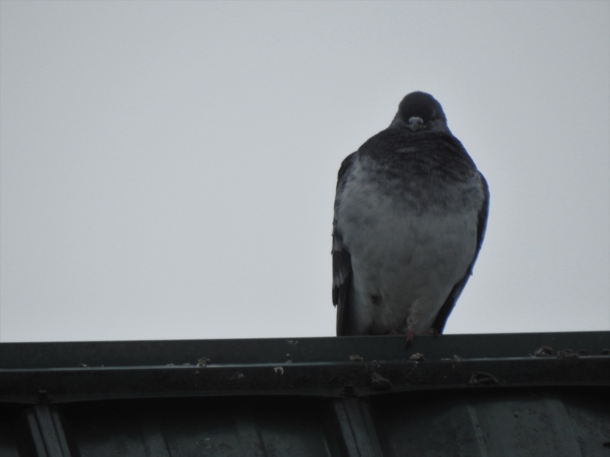 Rock Pigeon (Feral Pigeon) - Jim Walton