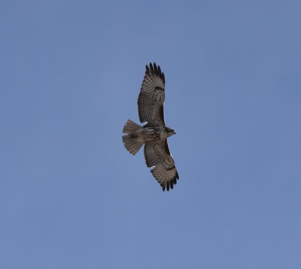 Red-tailed Hawk - Peter Olsoy