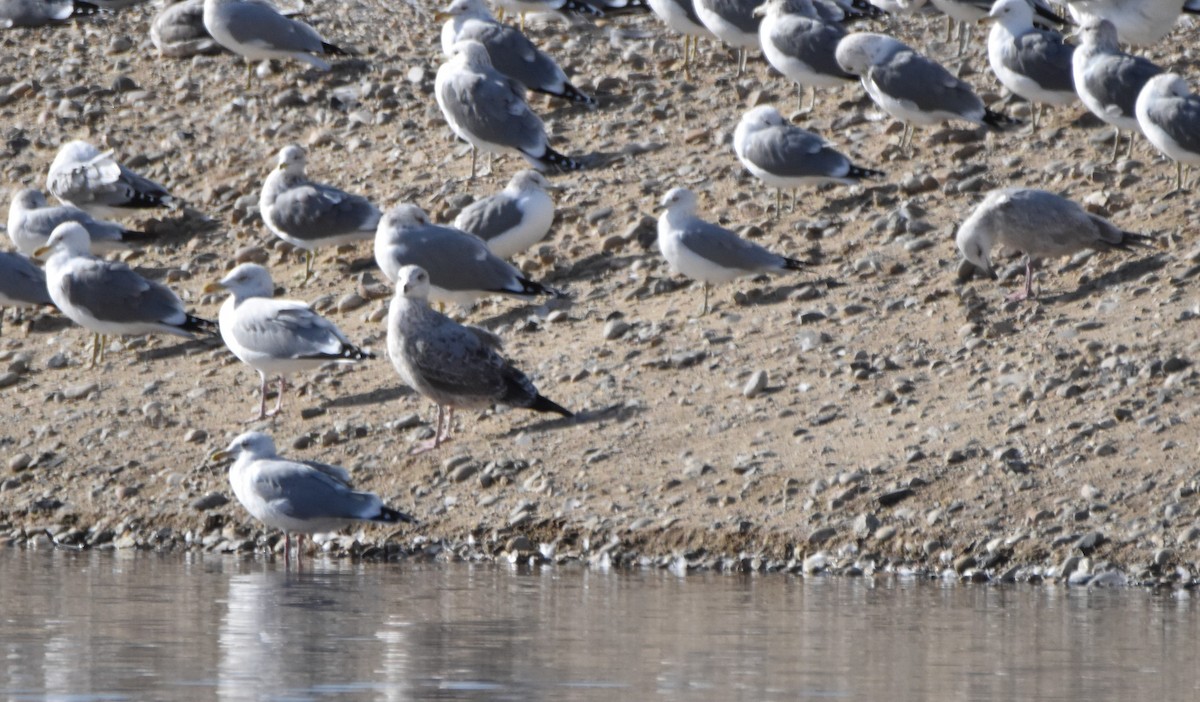 Gaviota Argéntea - ML304910011