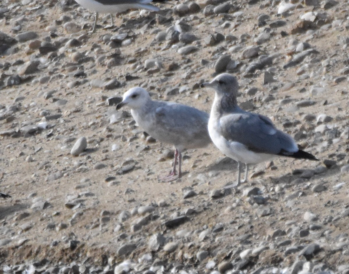 Iceland Gull (Thayer's) - Peter Olsoy