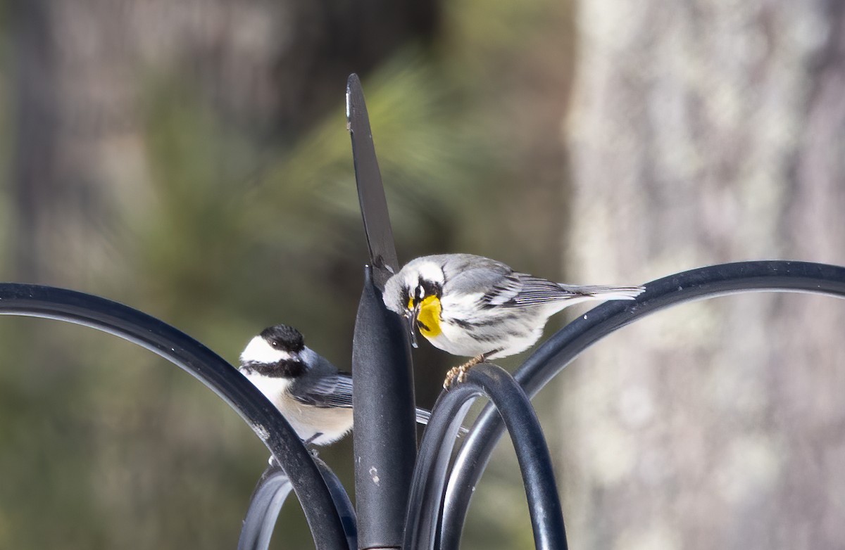 Yellow-throated Warbler - Kalpesh Krishna