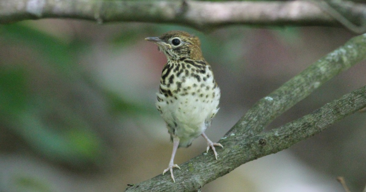 Wood Thrush - ML30491071