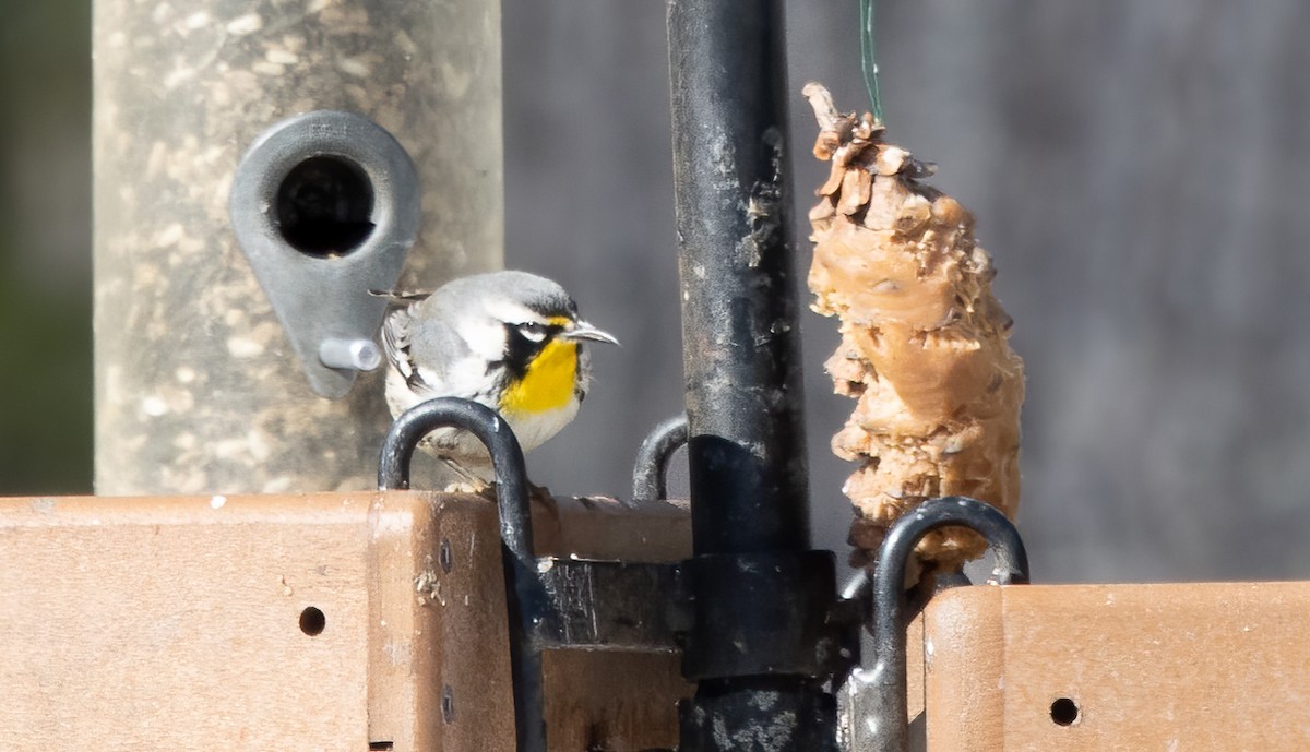 Yellow-throated Warbler - Kalpesh Krishna