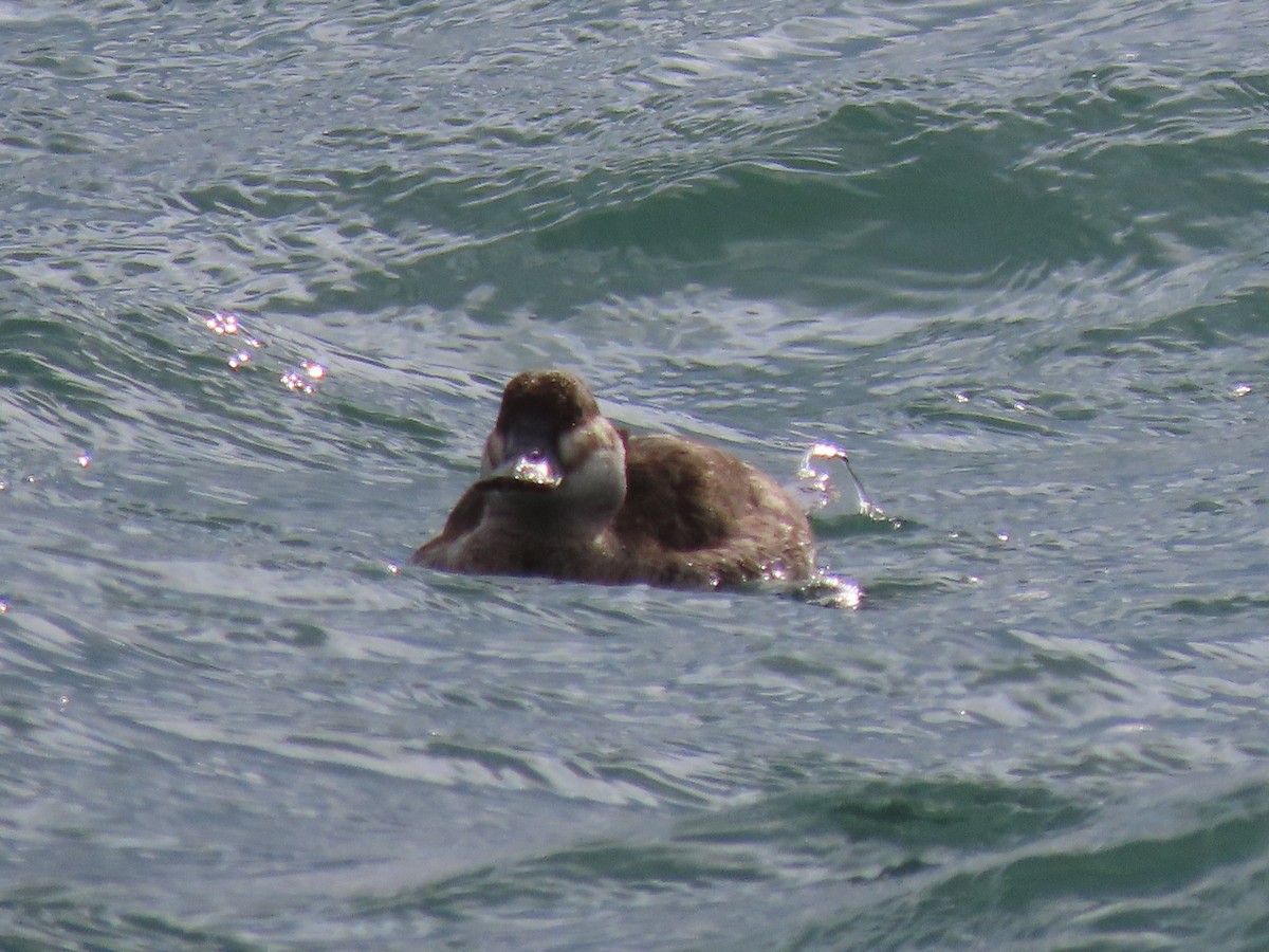 Ruddy Duck - Emily-Kate Hunter