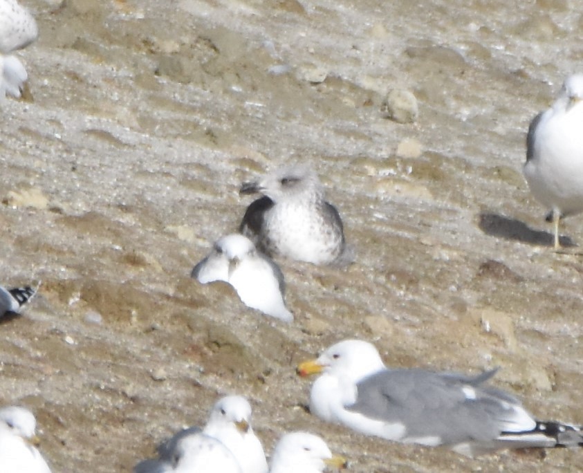 Lesser Black-backed Gull - Peter Olsoy