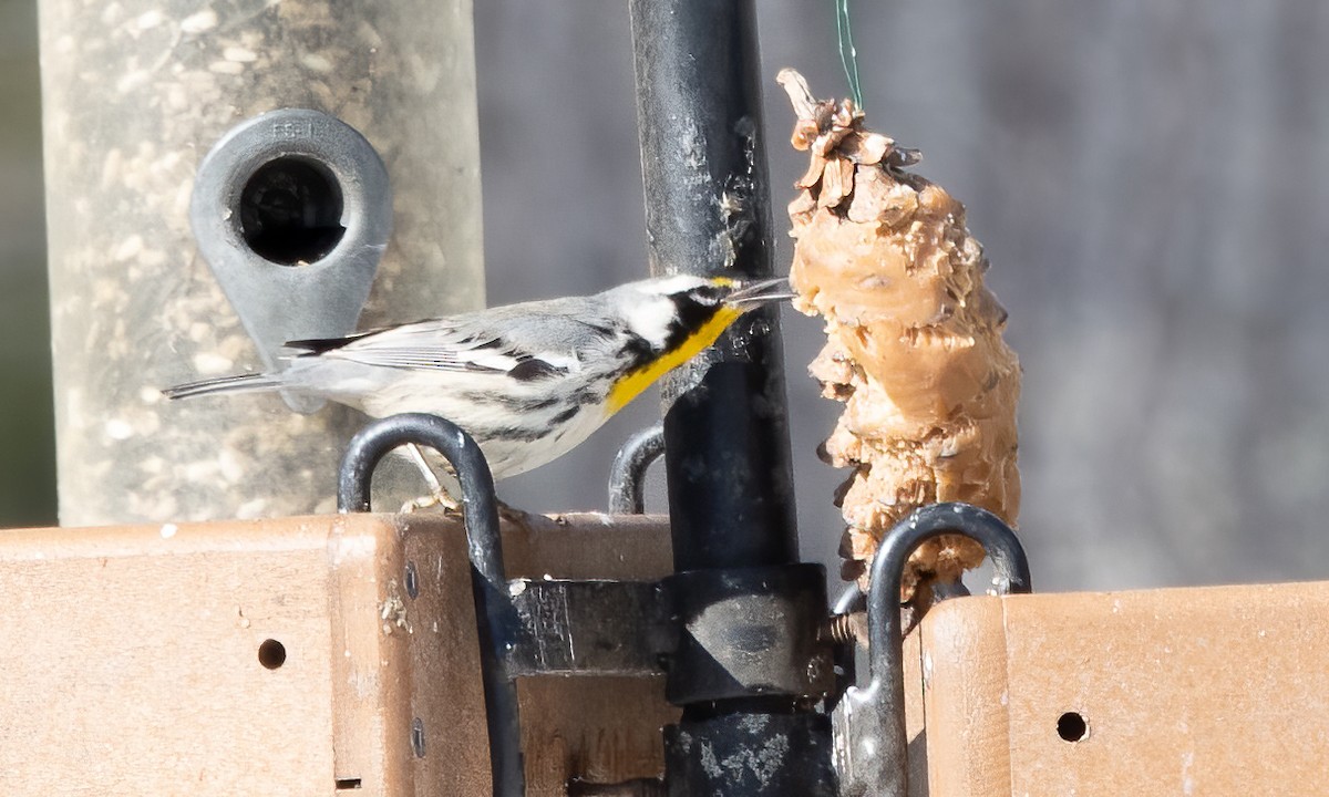 Yellow-throated Warbler - Kalpesh Krishna