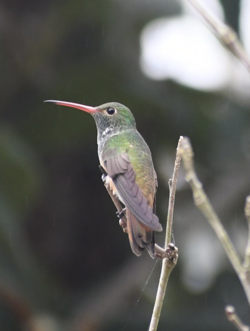 Buff-bellied Hummingbird - Kerry Maloney