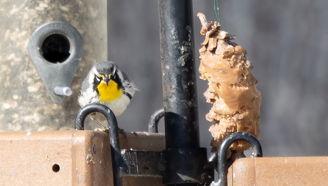 Yellow-throated Warbler - Kalpesh Krishna