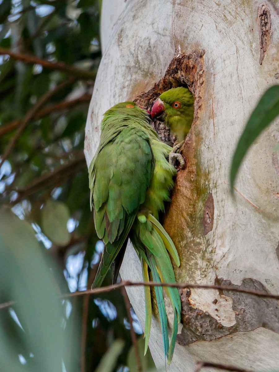 Rose-ringed Parakeet - ML304914801