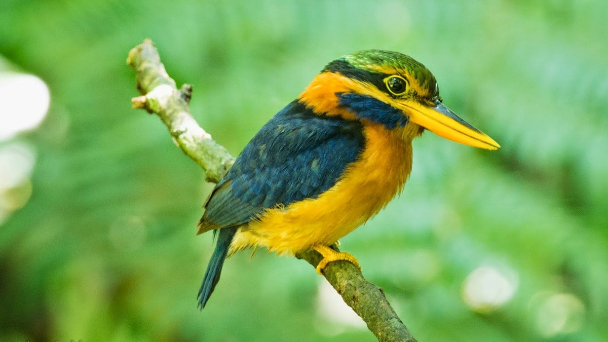 Rufous-collared Kingfisher - ML304914941