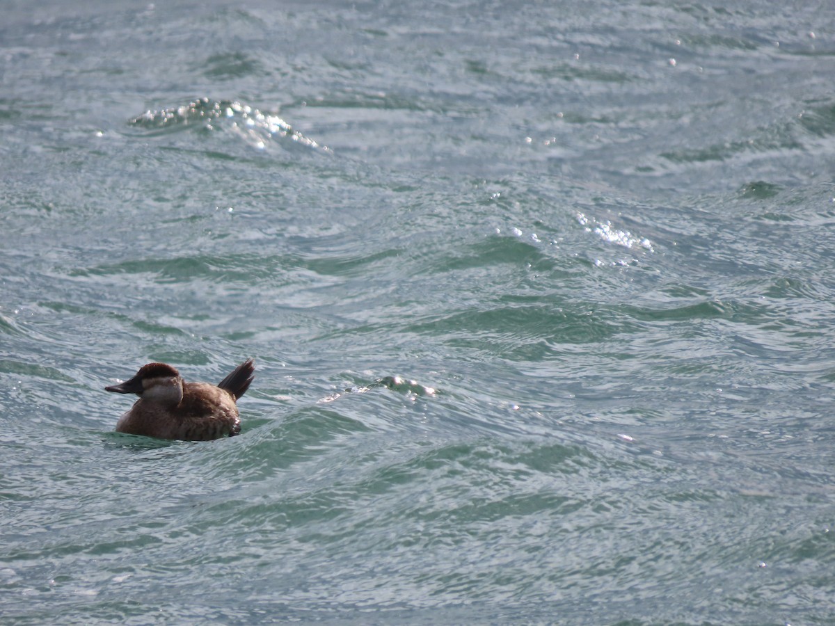 Ruddy Duck - ML304915771