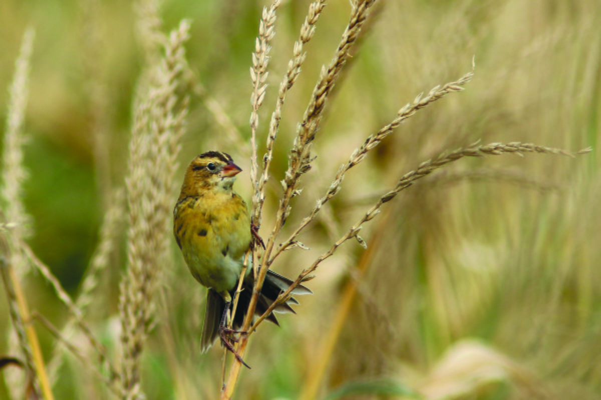 bobolink americký - ML30491711