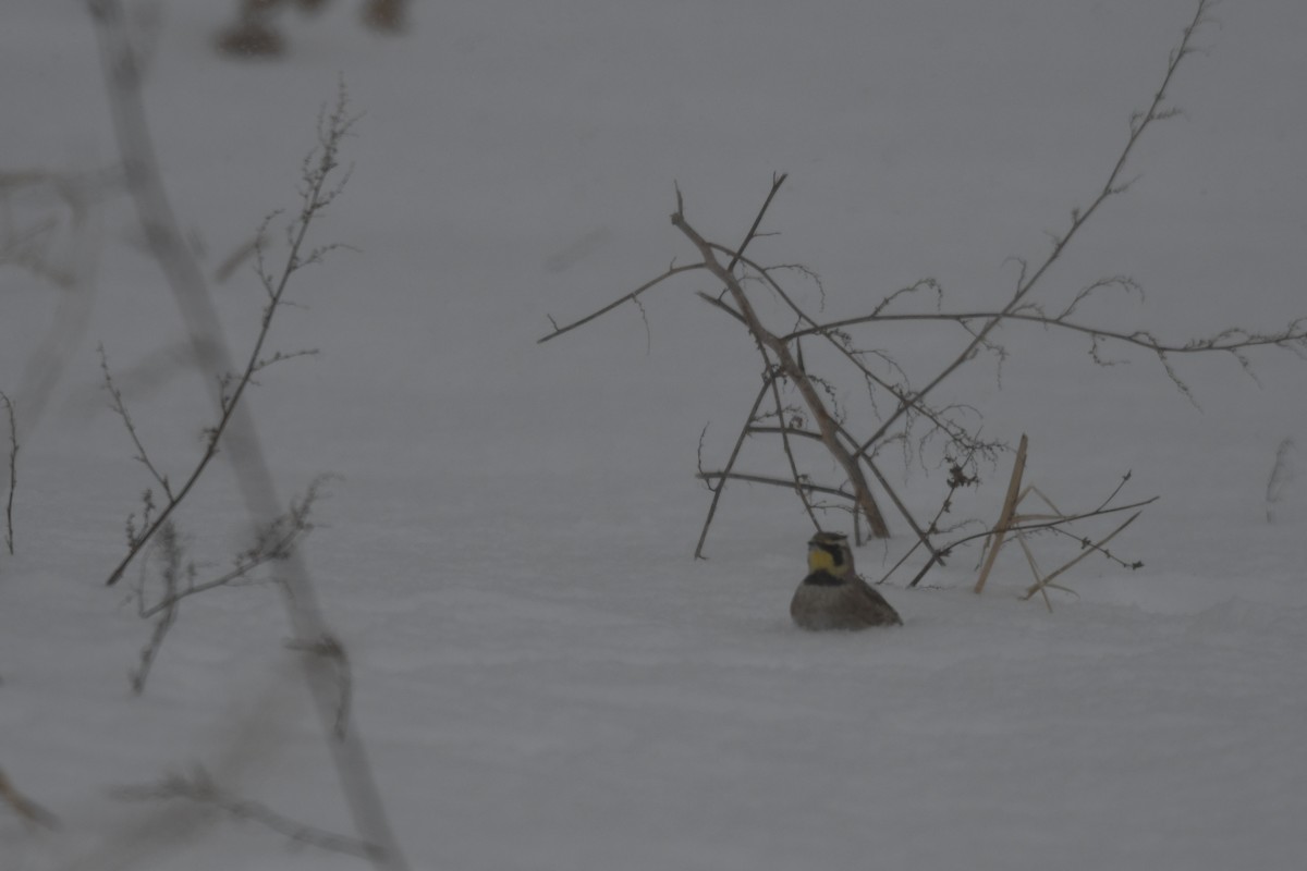 Horned Lark - ML304920971