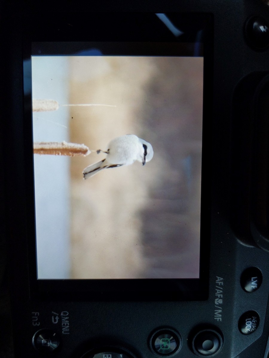 Northern Shrike - River Corcoran