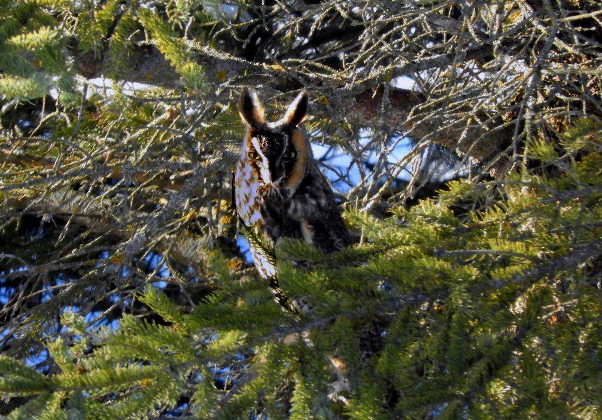 Long-eared Owl - ML304921391