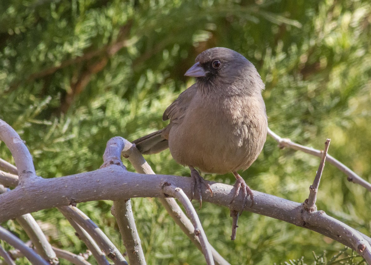 Abert's Towhee - ML304924241