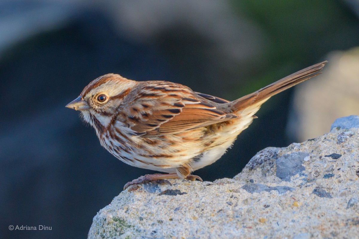 Song Sparrow - ML304926291